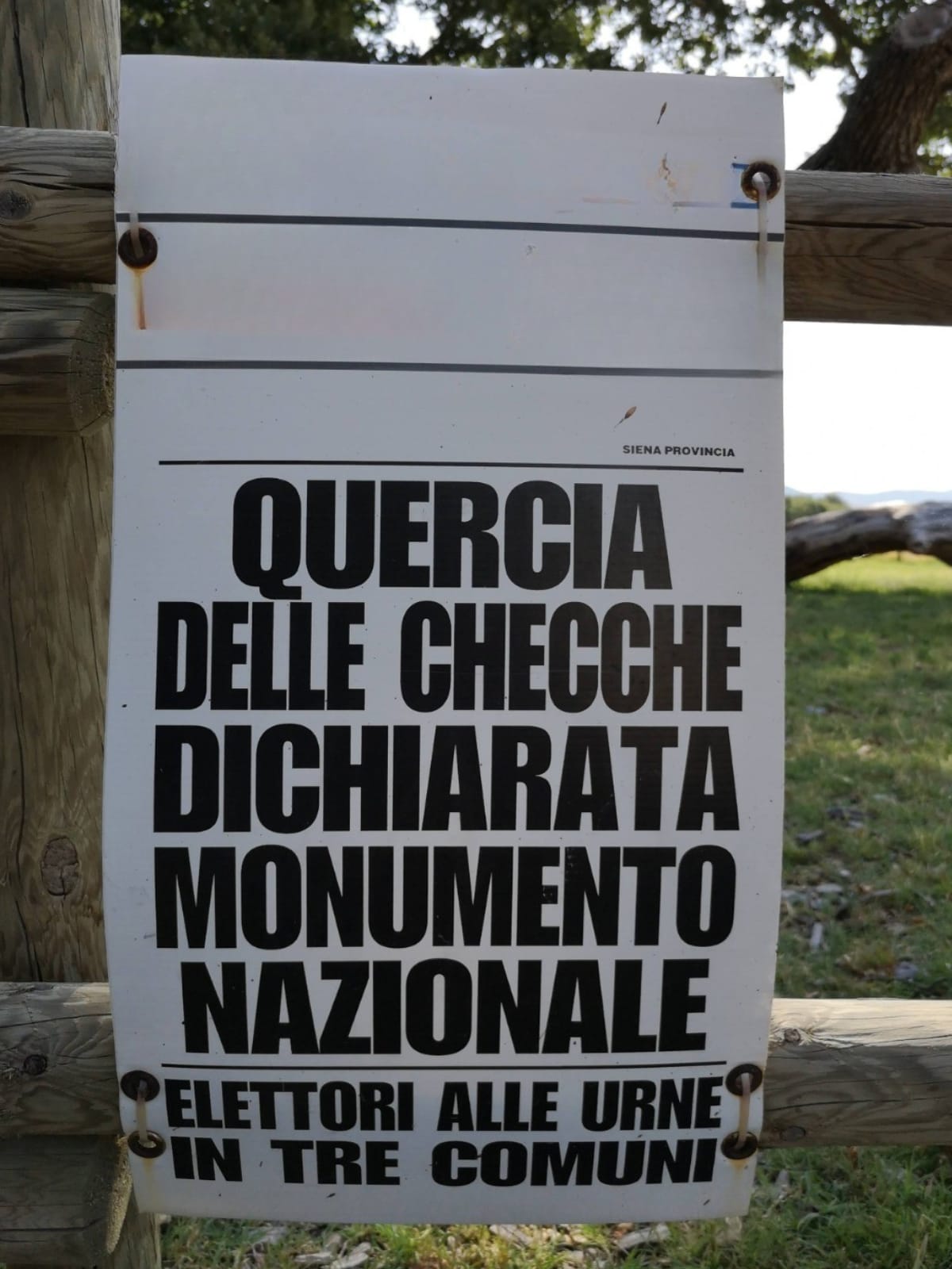 Quercia delle Checche dichiarata monumento nazionale in Toscana, simbolo di cultura, memoria e turismo sostenibile – Tessitori di Idee